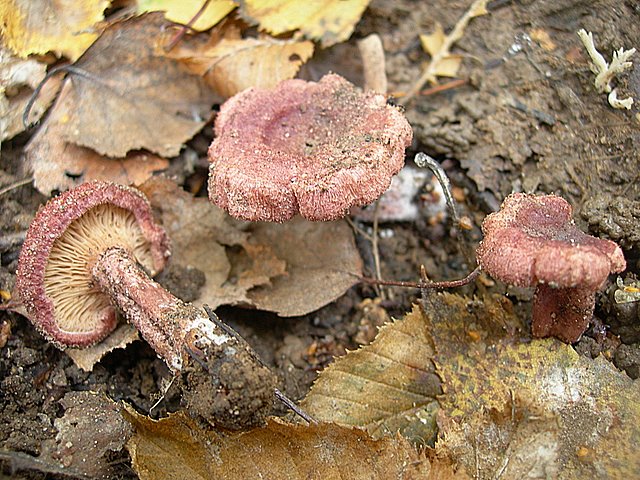 Lactarius spinosulus    Qul. & Le Bret.